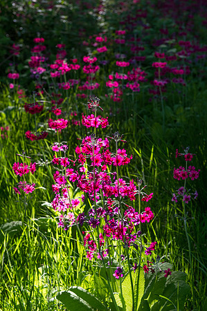 092 Irish Flowers