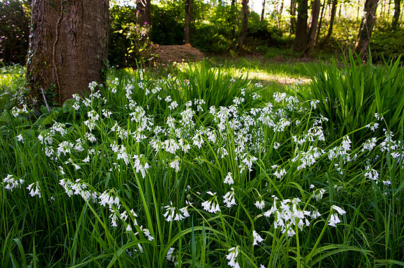 083 Irish Flowers