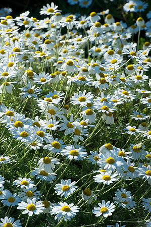 145 Irish Flowers