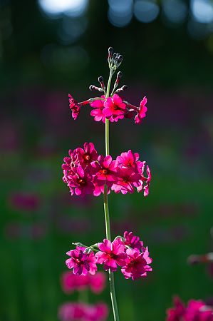 0054 Floral