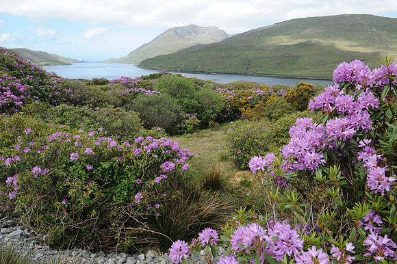 0014 Irish Landscapes