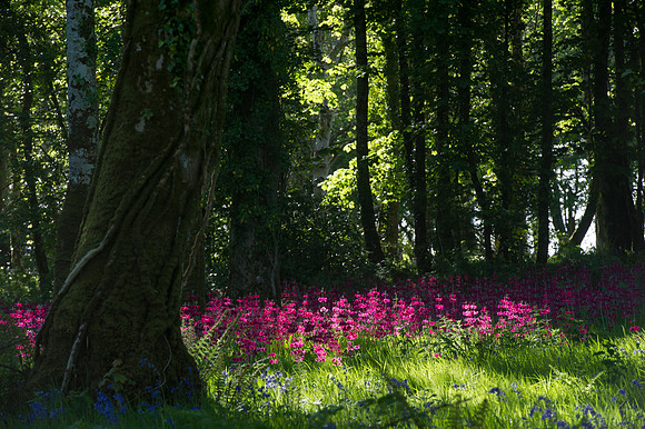 0118 Inspirational Ireland