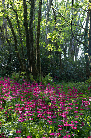 0128 Inspirational Ireland