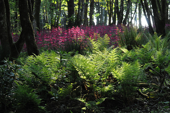 0131 Inspirational Ireland