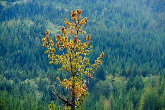 194 Canada 15th Sept