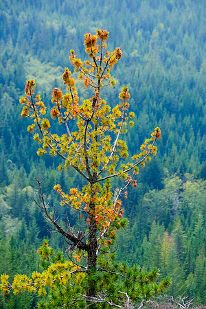 195 Canada 15th Sept