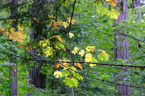 0807 Canada 26th Sept