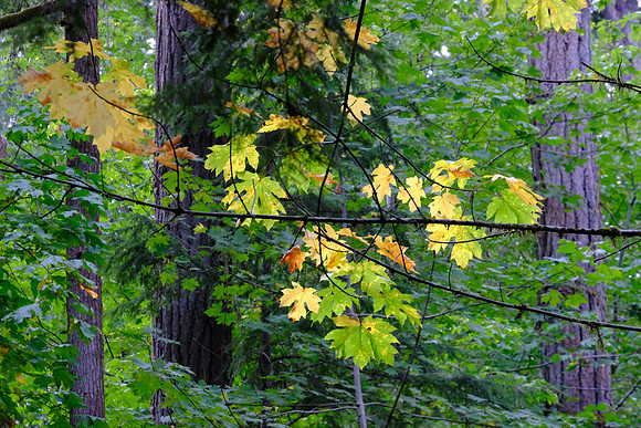 0808 Canada 26th Sept