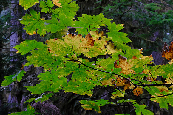 0813 Canada 26th Sept