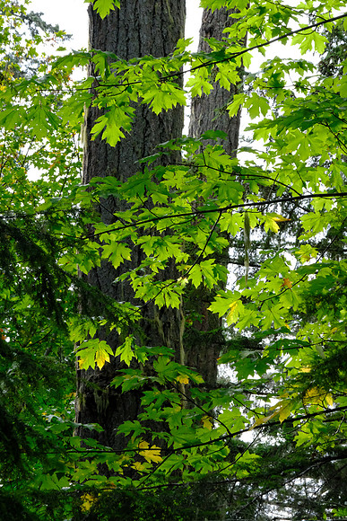 0811 Canada 26th Sept
