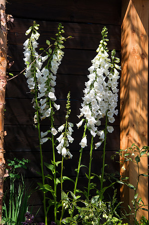 115 Irish Flowers