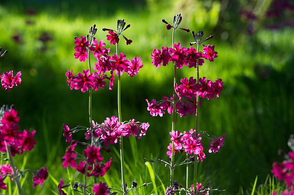 098 Irish Flowers
