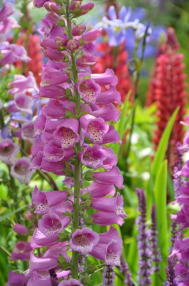 058 Irish Flowers