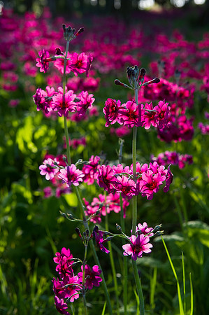 114 Irish Flowers