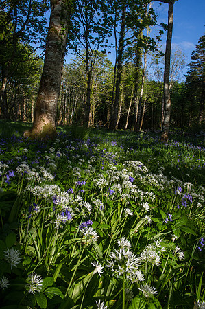 097 Irish Flowers