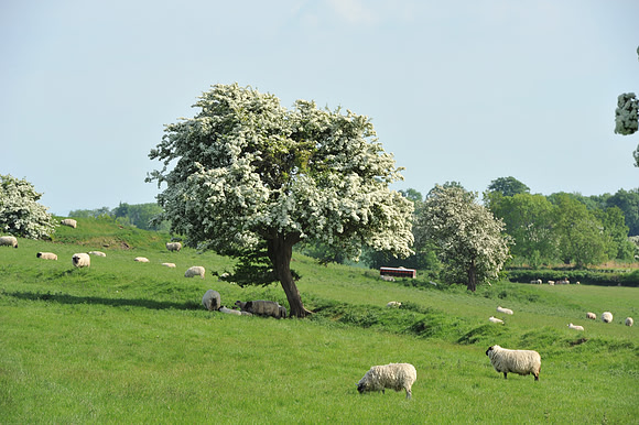 31 Hill of Tara