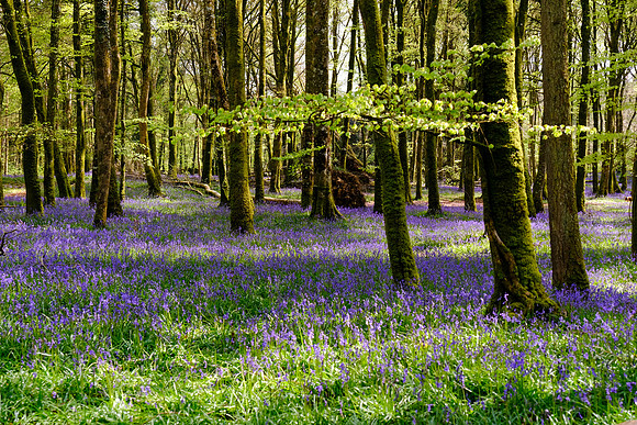 179 Ardcarne Garden Centre edited 25th April edited_