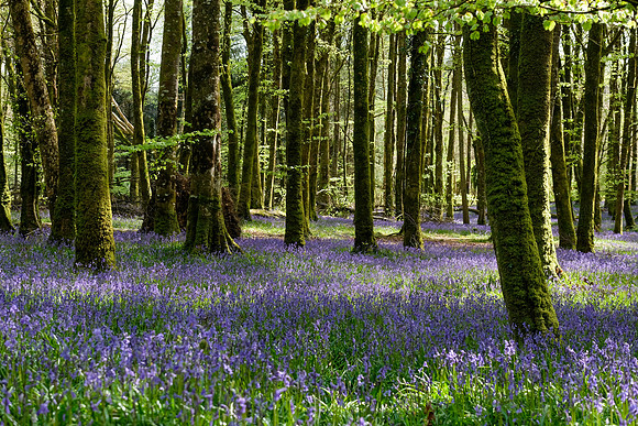 181 Ardcarne Garden Centre edited 25th April edited_