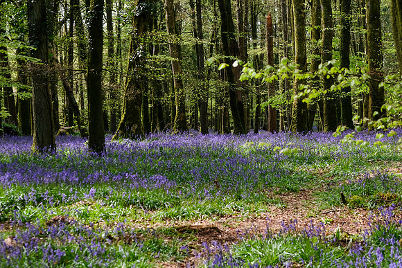 183 Ardcarne Garden Centre edited 25th April edited_