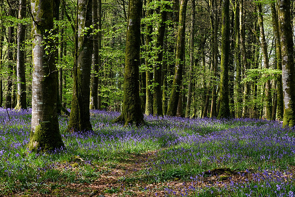 182 Ardcarne Garden Centre edited 25th April edited_