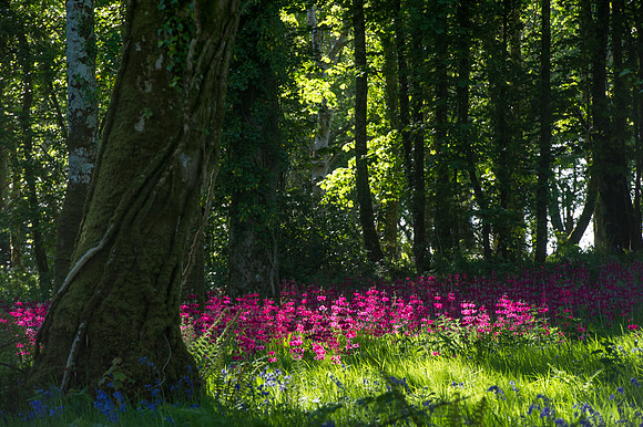 089 Irish Flowers
