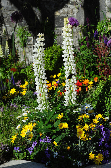 065 Irish Flowers