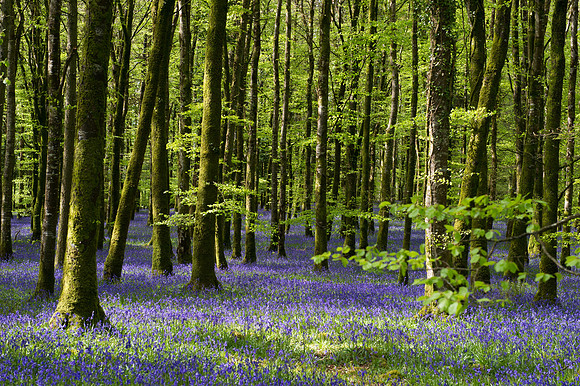 0011 Inspirational Roscommon