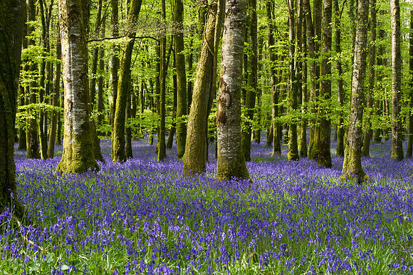 0013 Inspirational Roscommon
