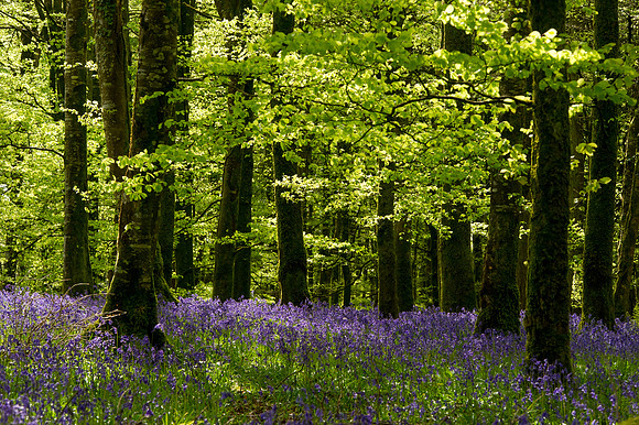 0015 Inspirational Roscommon