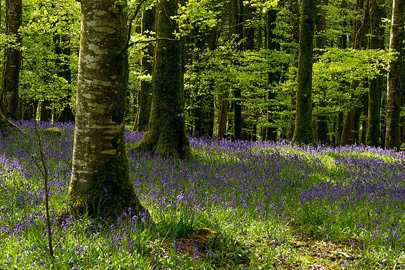 0018 Inspirational Roscommon