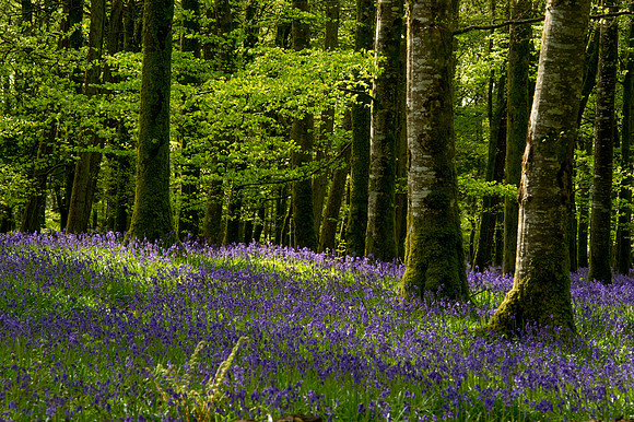 0019 Inspirational Roscommon