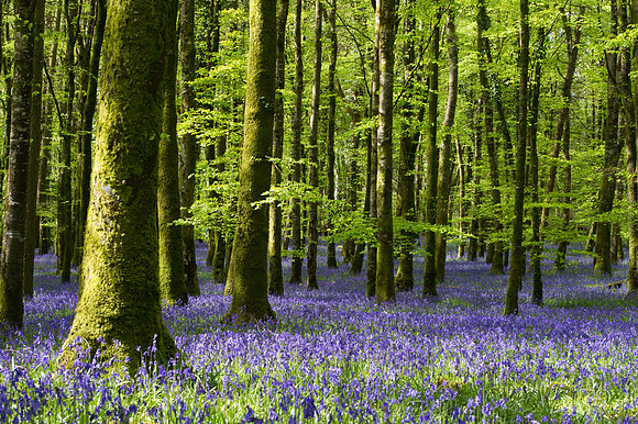0023 Inspirational Roscommon