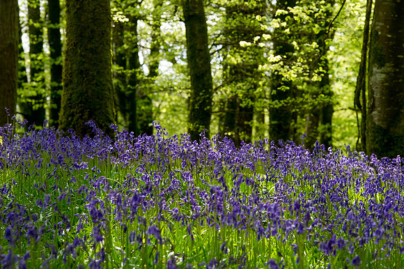 0025 Inspirational Roscommon