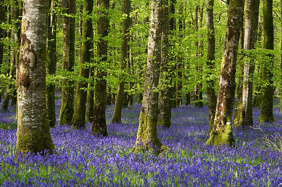 0028 Inspirational Roscommon