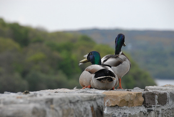 0075 Inspirational Roscommon