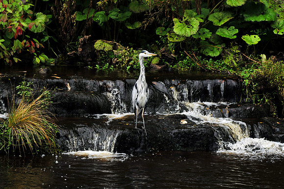 0082 Inspirational Roscommon