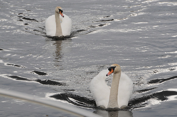 0091 Inspirational Roscommon