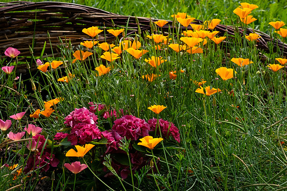 0507 Inspirational Roscommon