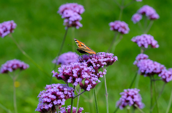 0509 Inspirational Roscommon