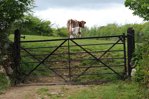 0536 Inspirational Roscommon