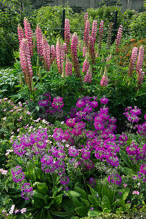 146 Irish Flowers