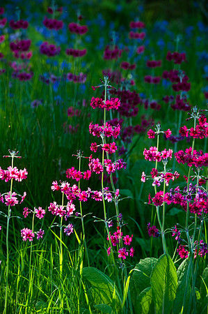 110 Irish Flowers