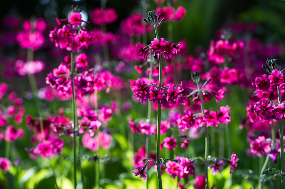 104 Irish Flowers