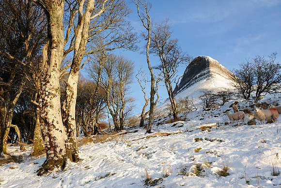 108 Snow David Knight
