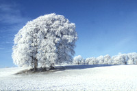 Snow Scenes
