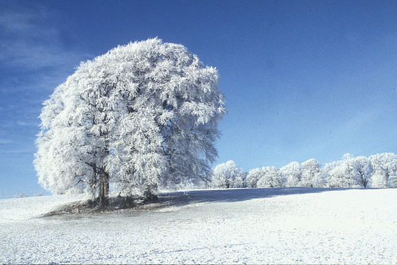 001 Snow David Knight