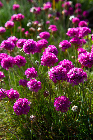 081 Irish Flowers