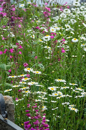 134 Irish Flowers