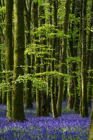 072 Irish Flowers