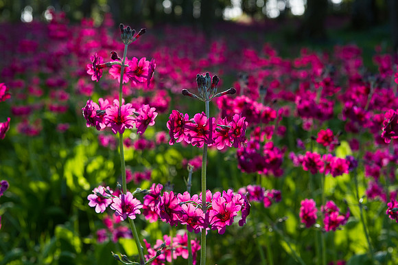 113 Irish Flowers
